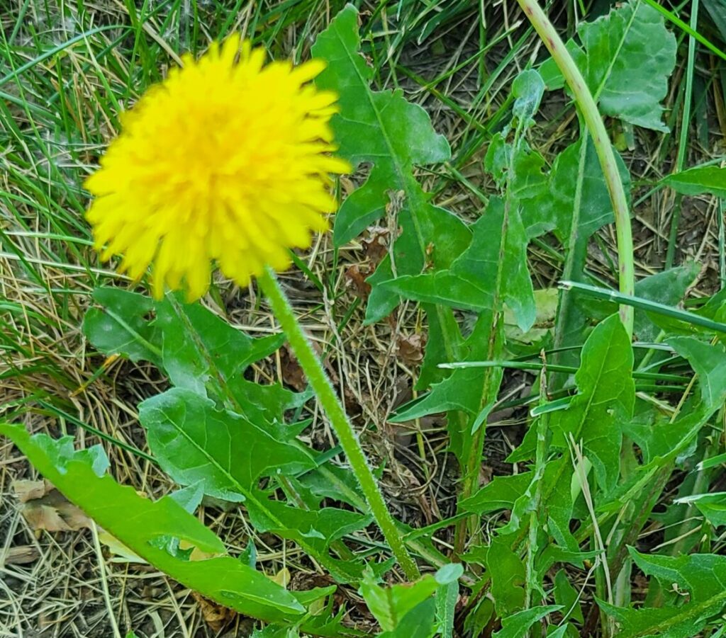 Photo of a dandelion