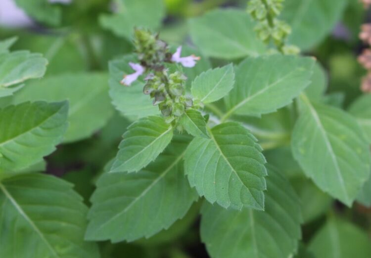 Tulsi (holy basil)