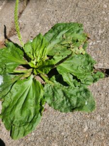 photo of plantain growing out of the sidewalk